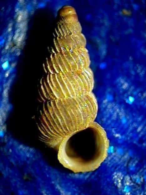 Cochlostoma montanum cassiniacum (Saint Simon in Paulucci)